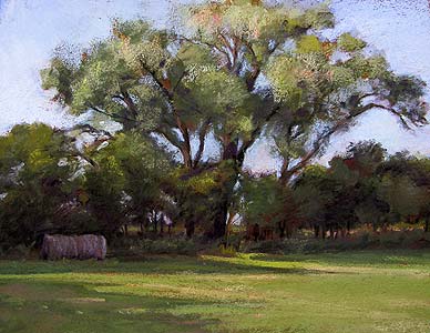 Downs Cottonwood